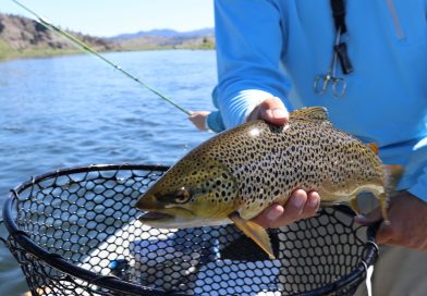 Catch of the Week