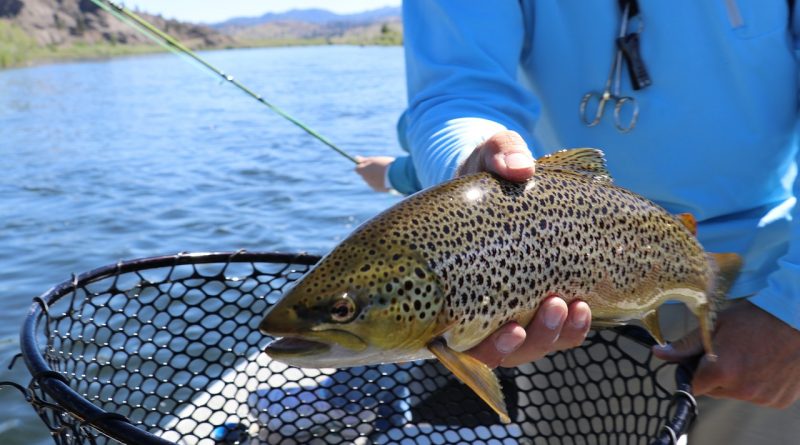 Catch of the Week