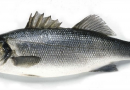 Sea Bass in Ireland