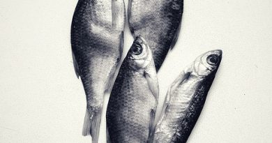 dead baiting for pike