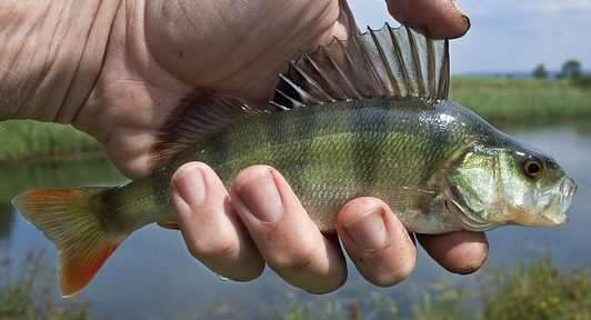 Perch fishing in Ireland