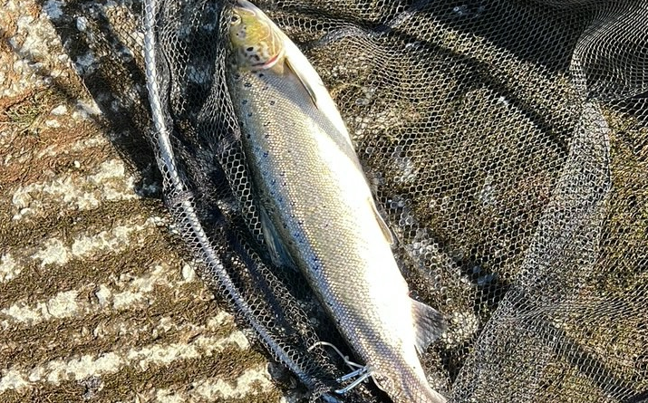 Atlantic Salmon